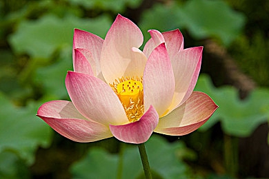 九色PORNY丨首页：霓虹矩阵，光影车手的九重光谱竞速之旅-2