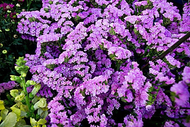 王者荣耀女英雄无小内:深度解析女性角色设计,纯粹战术如何重塑MOBA竞技格局-4