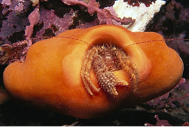 修修漫画在线阅读页面免费入口页面弹窗秘密教学：弹窗竞速突围，街头狂飙与广告拦截的终极对决