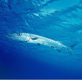 3.0.3免费OPPO版破解大全免费下载 在线观看：极速幻影，都市赛道上的改装艺术与竞速哲学-2