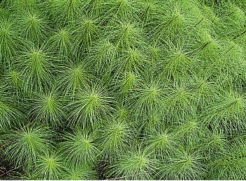 黄色软件下载3.0.3OPPO：极速幻想新版本上线，专为OPPO优化，畅享竞速新体验