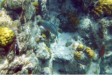 10大黄色应用：疾驰金色光芒，赛道视觉盛宴全攻略-2