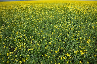 heiliao反差婊黑料吃瓜：《极品飞车：反差竞速》今日上线，揭秘豪车隐藏档案，逆转赛道胜负-5