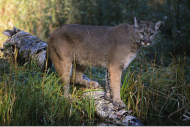 亚洲国产成年人电影:霓虹夜幕下的速度与抉择,新港市自由驰骋录-4