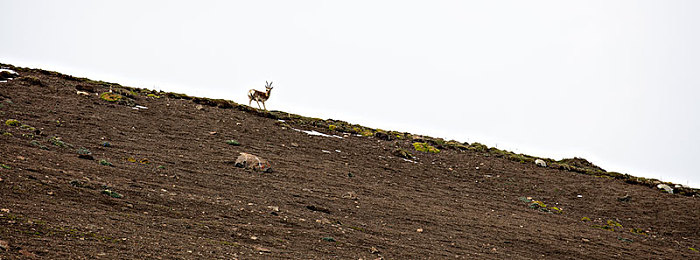 牛奶酒精冰块：墨西哥的引擎，地平线的狂欢，速度与自由的交响诗-4