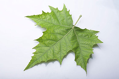 拔萝卜不盖：跨界竞速新作颠覆传统，农田狂飙引爆资源管理热潮-4