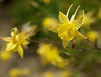 adc年龄确认实名认证欢迎光临：极速认证赛道核心，电竞策略与赛车竞技的革新融合-3