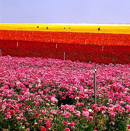 黑料吃瓜,猎奇猎艳：夜光城风云再起，极速暗影今日正式发售，情报与竞速颠覆传统赛车游戏