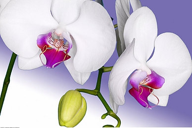 黄三色指的是哪三色：疾驰光谱，赛道密语与速度哲学的视觉交响诗-2