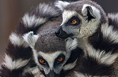 狼人综合网站:暗夜疾驰者,赛道上的身份谜局与极速博弈-4