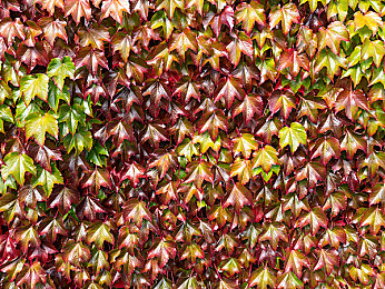 14岁初中生张婉莹紫微微信是什么:初中生意外触发隐藏功能,星际社交系统引爆游戏圈-2