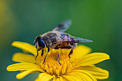 罗宾帮助乔巴进行青春期治疗：海贼机械师上线，以改装之旅治愈成长迷茫-4