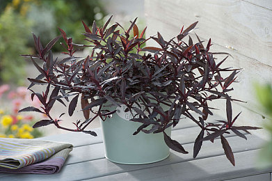 黄软件大全免费下载2023安手机版3.03：2023年度移动竞速巨制，极致驾驶体验全面革新-4