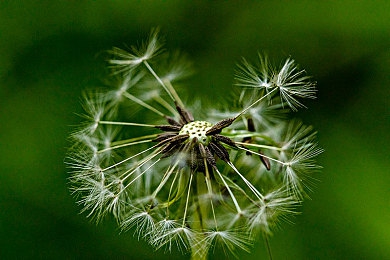 榴莲app污:热带风暴,狂飙果香竞速之路-4