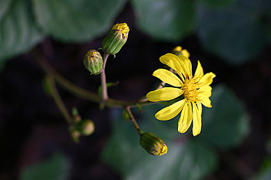 黄色软件免费下载3.0.：霓虹峡谷无声竞速，解锁传奇闪电涂装之旅