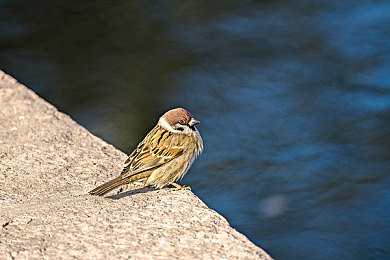 巴厘岛男按摩师：极速宁静，定制化驾驶疗愈之旅-5