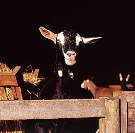 人人综合网：全民赛车新纪元开启，多元竞技场打造虚拟汽车文化社区-3