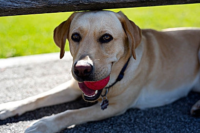 吃瓜 黑料：极速狂飙，隐秘数据，赛道情报战全纪实-2