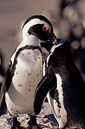 下载黄色软件3.30：驾驭黄金闪电，驰骋墨西哥竞速新纪元-2