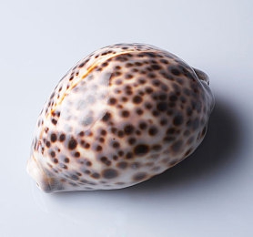 天天操天天日天天射：每日竞速新标杆，硬核赛车模拟体验极致操控之旅-2