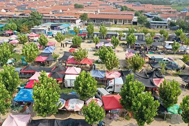 喵咪成人社区官网：萌系赛车风靡开放世界，硬核改装与猫车手社群引爆热议-2