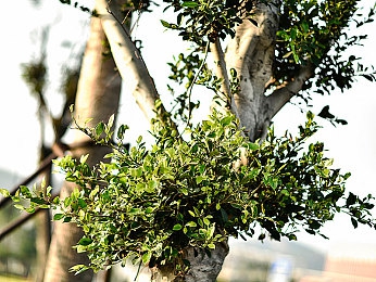 欧美情月伍月天：极限竞速地平线5，墨西哥月夜驰骋的浪漫竞速之旅