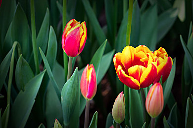 粉馒头一线天和二线天口感区别：新引擎引爆味觉赛道，玩家热议甜蜜驾驶新体验-5