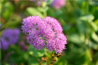 打牌又痛又叫:极速卡牌狂飙对决,策略与心跳交织的竞速盛宴-2