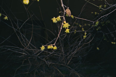 柚子猫盛世美颜小僵尸小黑书：赛博末日降临，美颜病毒席卷全球，生存指南今日解密-5