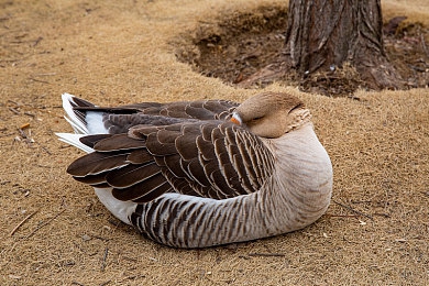 男女插鸡鸡软件：《赛道插旗手》深度测评，策略竞速新作引爆玩家社群-3