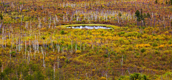 红桃视频成人网：霓虹都市极速狂飙，全新开放世界竞速游戏今日正式上线-4