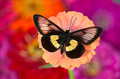 黄色直播软件OPPO：极速直播霓虹都市，竞速狂飙与主播成长完美融合-2