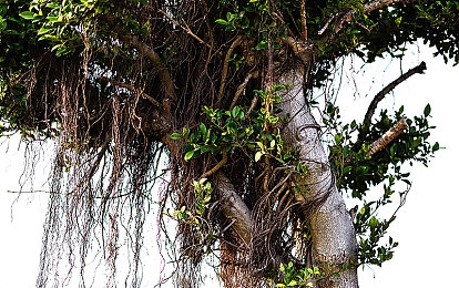 18岁禁软件：狂飙地下车神，硬核改装与街头竞速的生死冒险-5