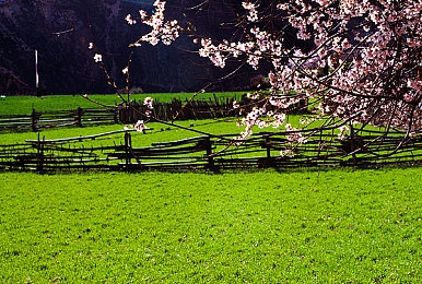 香蕉扎到桃子里:甜蜜穿刺战术引爆赛场,水果赛车联盟上演属性碰撞大戏-4