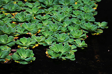 小黄猫文化传媒有限公司首页：当萌爪与引擎共舞，未来都市的卡通竞速幻想曲-2