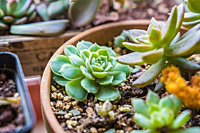 免费OPPO版破解大全免费下载：极速传奇，掌上竞速新纪元的驾驭艺术-5