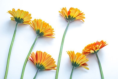 3蝥吧v:虚拟三叉戟,指尖歌剧与闪电的竞速诗篇-5