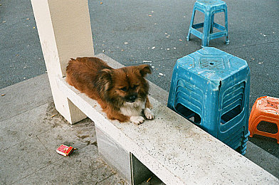 黄色软件免费观看下载：霓虹夜幕下的速度传说，街头车神改装与竞速终极指南-2