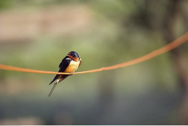 黄色软件3.0。：墨西哥地平线，黄金落日下的极速诗篇-4